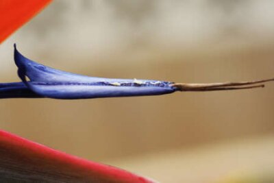 Papier peint  strelitzia,Gran Canaria,Spain