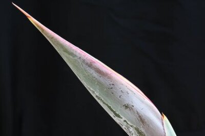 Papier peint  strelitzia,Gran Canaria,Spain