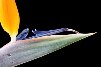 Papier peint  strelitzia,Gran Canaria,Spain