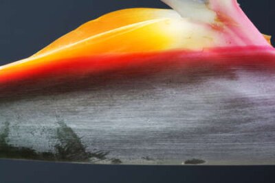 Papier peint  strelitzia,Gran Canaria,Spain