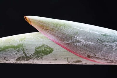 Papier peint  strelitzia,Gran Canaria,Spain