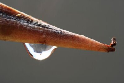 Papier peint  strelitzia,Gran Canaria,Spain