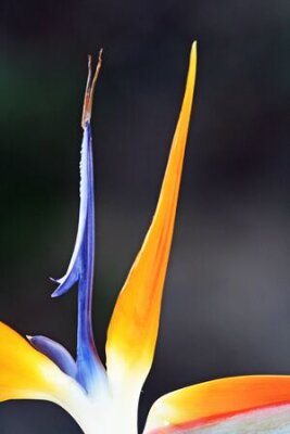 Papier peint  strelitzia,Gran Canaria,Spain