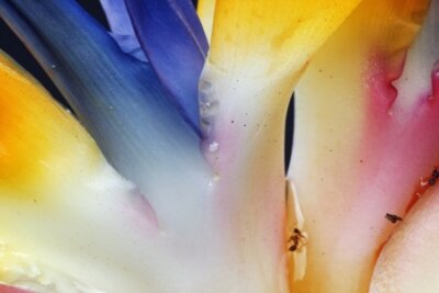 Papier peint  strelitzia,Gran Canaria,Spain