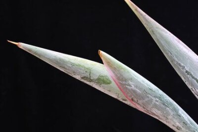 Papier peint  strelitzia,Gran Canaria,Spain