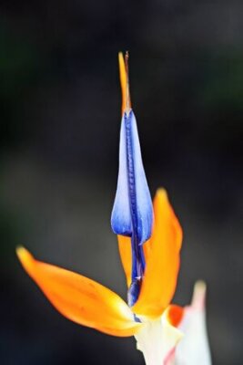 Papier peint  strelitzia,Gran Canaria,Spain