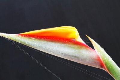 Papier peint  strelitzia,Gran Canaria,Spain