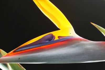 Papier peint  strelitzia,Gran Canaria,Spain