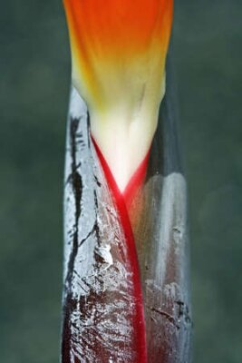 Papier peint  strelitzia,Gran Canaria,Spain