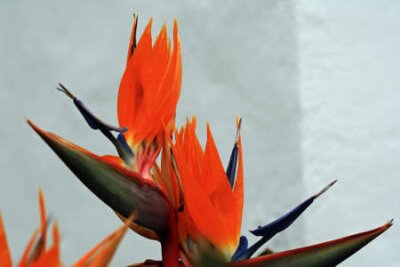 Papier peint  strelitzia,Gran Canaria,Spain