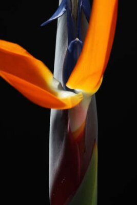 Papier peint  strelitzia,Gran Canaria,Spain