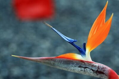 Papier peint  strelitzia,Gran Canaria,Spain