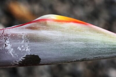 Papier peint  strelitzia,Gran Canaria,Spain