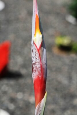 Papier peint  strelitzia,Gran Canaria,Spain