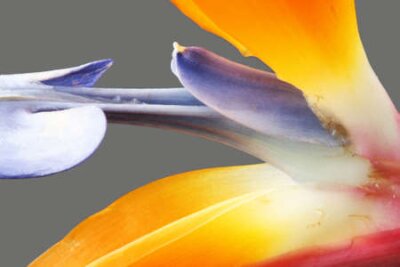 Papier peint  strelitzia,Gran Canaria,Spain