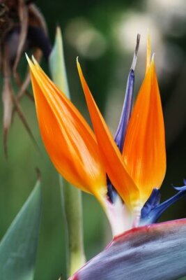 Papier peint  strelitzia,Gran Canaria,Spain