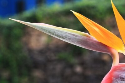 Papier peint  strelitzia,Gran Canaria,Spain