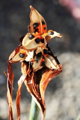 Papier peint  strelitzia,Gran Canaria,Spain