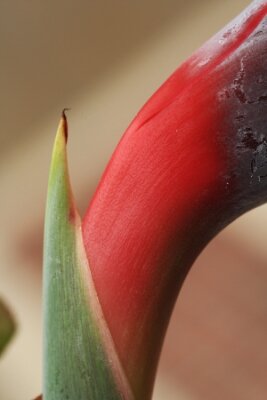Papier peint  strelitzia,Gran Canaria,Spain