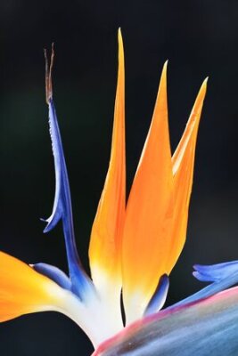 Papier peint  strelitzia,Gran Canaria,Spain