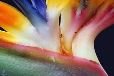 Papier peint  strelitzia,Gran Canaria,Spain