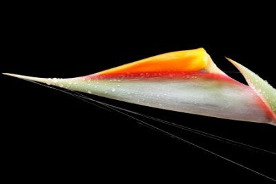 Papier peint  strelitzia,Gran Canaria,Spain