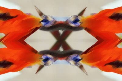 Papier peint  strelitzia,Gran Canaria,Spain