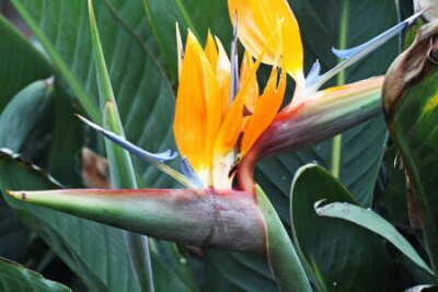 Papier peint  strelitzia,Gran Canaria,Spain