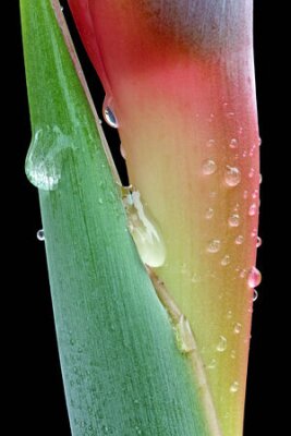 Papier peint  strelitzia,Gran Canaria,Spain