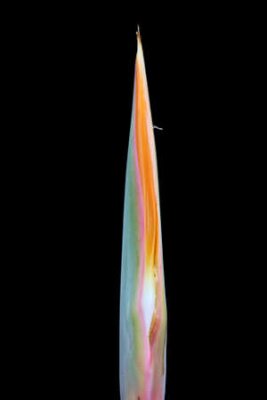 Papier peint  strelitzia,Gran Canaria,Spain