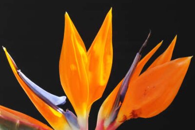 Papier peint  strelitzia,Gran Canaria,Spain
