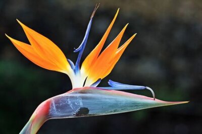 Papier peint  strelitzia,Gran Canaria,Spain