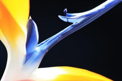 Papier peint  strelitzia,Gran Canaria,Spain