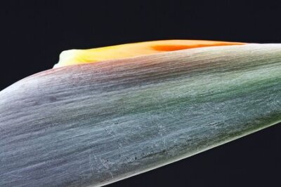 Papier peint  strelitzia,Gran Canaria,Spain