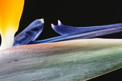 Papier peint  strelitzia,Gran Canaria,Spain