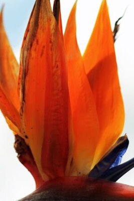Papier peint  strelitzia,Gran Canaria,Spain