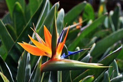 Papier peint  strelitzia,Gran Canaria,Spain