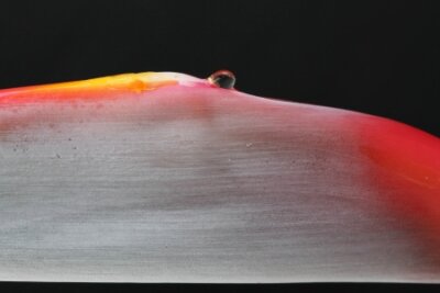 Papier peint  strelitzia,Gran Canaria,Spain