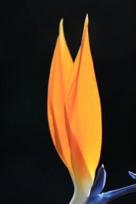 Papier peint  strelitzia,Gran Canaria,Spain