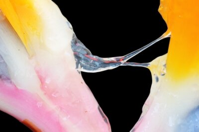 Papier peint  strelitzia,Gran Canaria,Spain