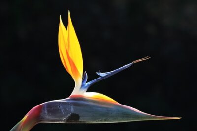 Papier peint  strelitzia,Gran Canaria,Spain