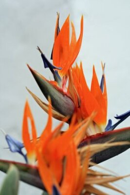 Papier peint  strelitzia,Gran Canaria,Spain