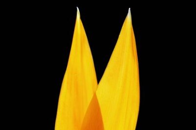 Papier peint  strelitzia,Gran Canaria,Spain