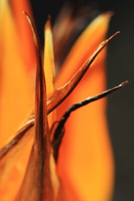 Papier peint  strelitzia,Gran Canaria,Spain