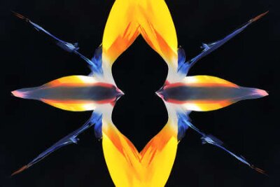 Papier peint  strelitzia,Gran Canaria,Spain