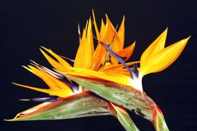 Papier peint  strelitzia,Gran Canaria,Spain
