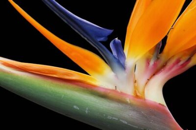 Papier peint  strelitzia,Gran Canaria,Spain