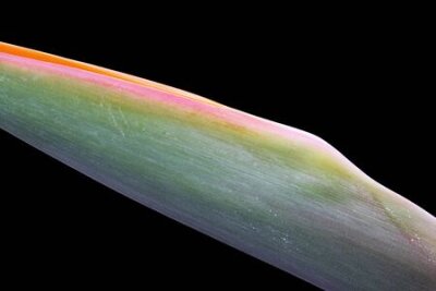 Papier peint  strelitzia,Gran Canaria,Spain
