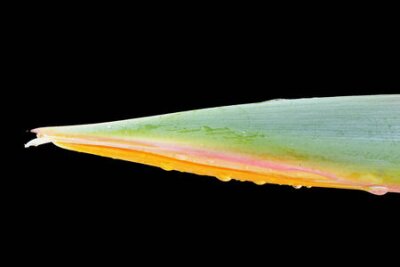 Papier peint  strelitzia,Gran Canaria,Spain