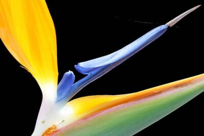 Papier peint  strelitzia,Gran Canaria,Spain